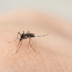 Produits anti-moustiques, traitements anti-moustiques, luttez contre les moustiques