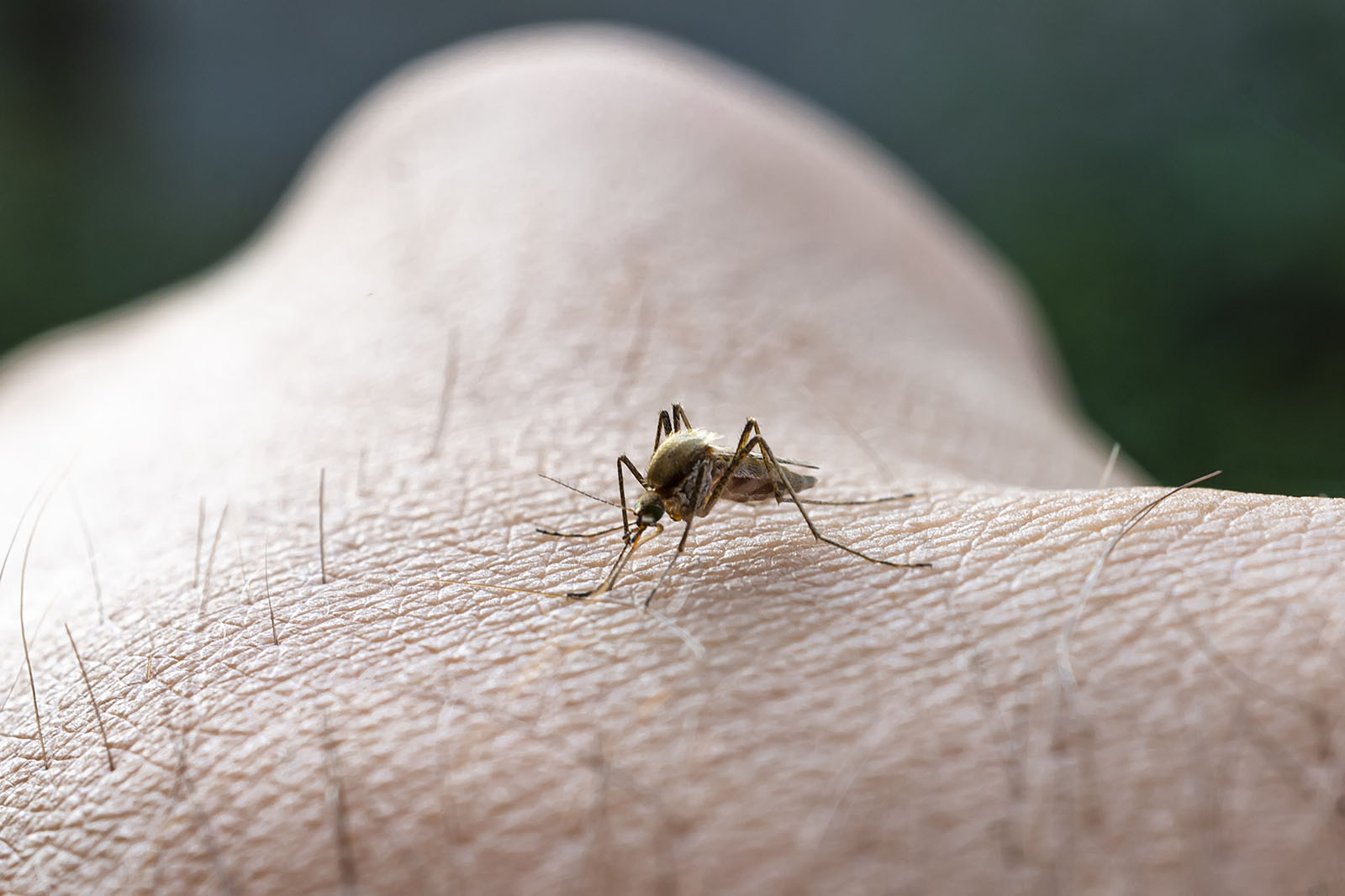 Thermacell- contre les moustiques