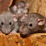 Produits anti-rats, produits contre les rats. Produits pour éliminer les rats.