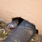 Trou utilisé par les rats pour pénétrer dans une maison