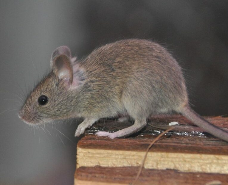 Pâte Fraîche Rongeurs Digrain: Solution Efficace contre les Rats et les  Souris