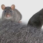 Laine métallique ultra résistante contre les souris, rats et rongeurs